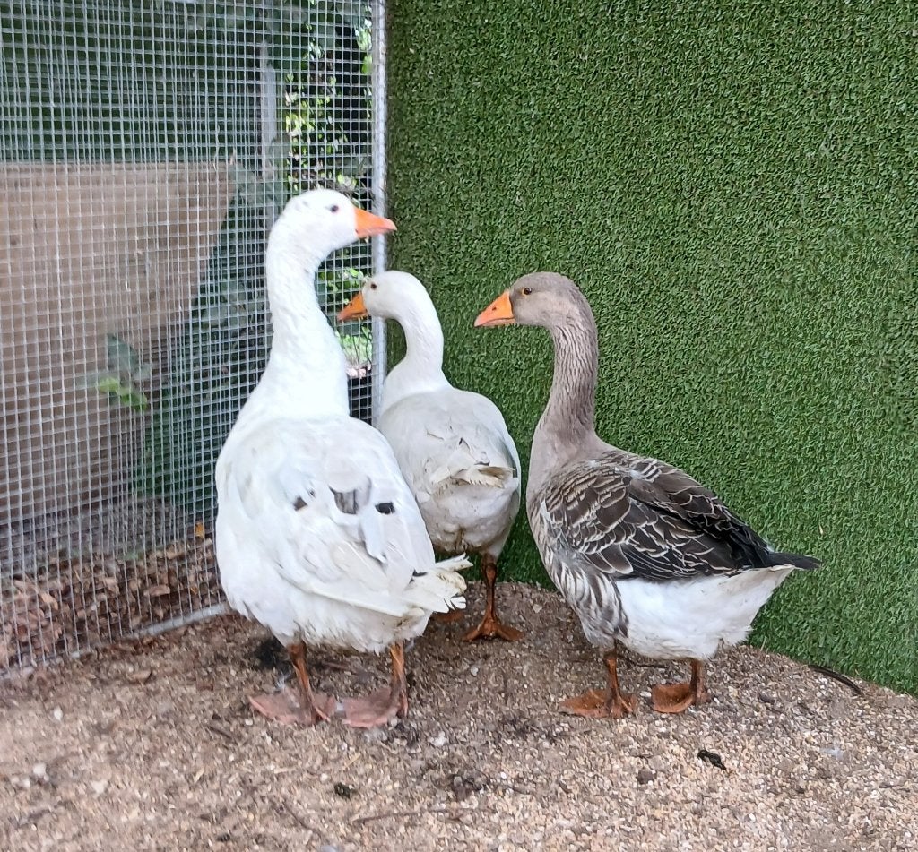 Trio ganzen boerenganzen, Dieren en Toebehoren, Pluimvee