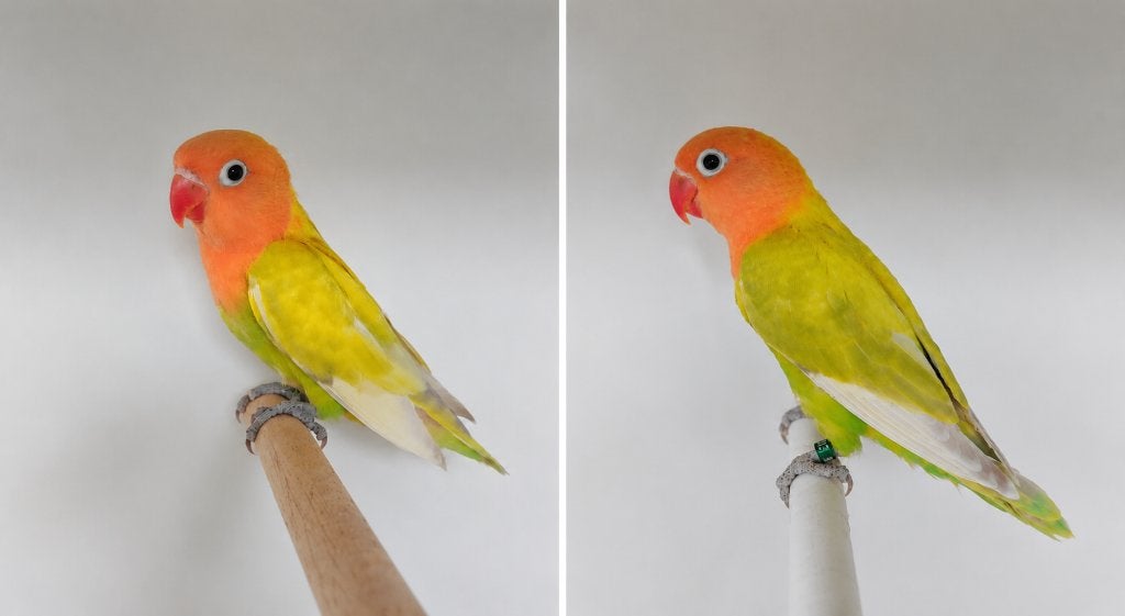 mooi jong koppel fischerie (beide met DNA test) POP & MAN, Plusieurs animaux, Perroquet nain ou Inséparable, Bagué