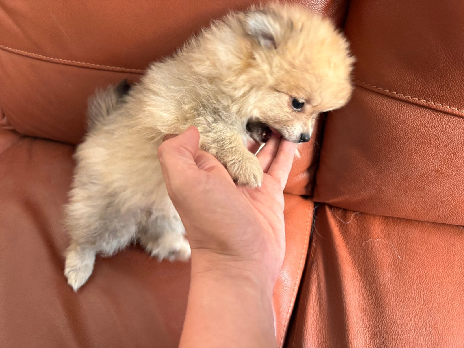Mini Pomeriaanpups 1 reutje en 1 teefje, België, Maltezer, Particulier, Reu