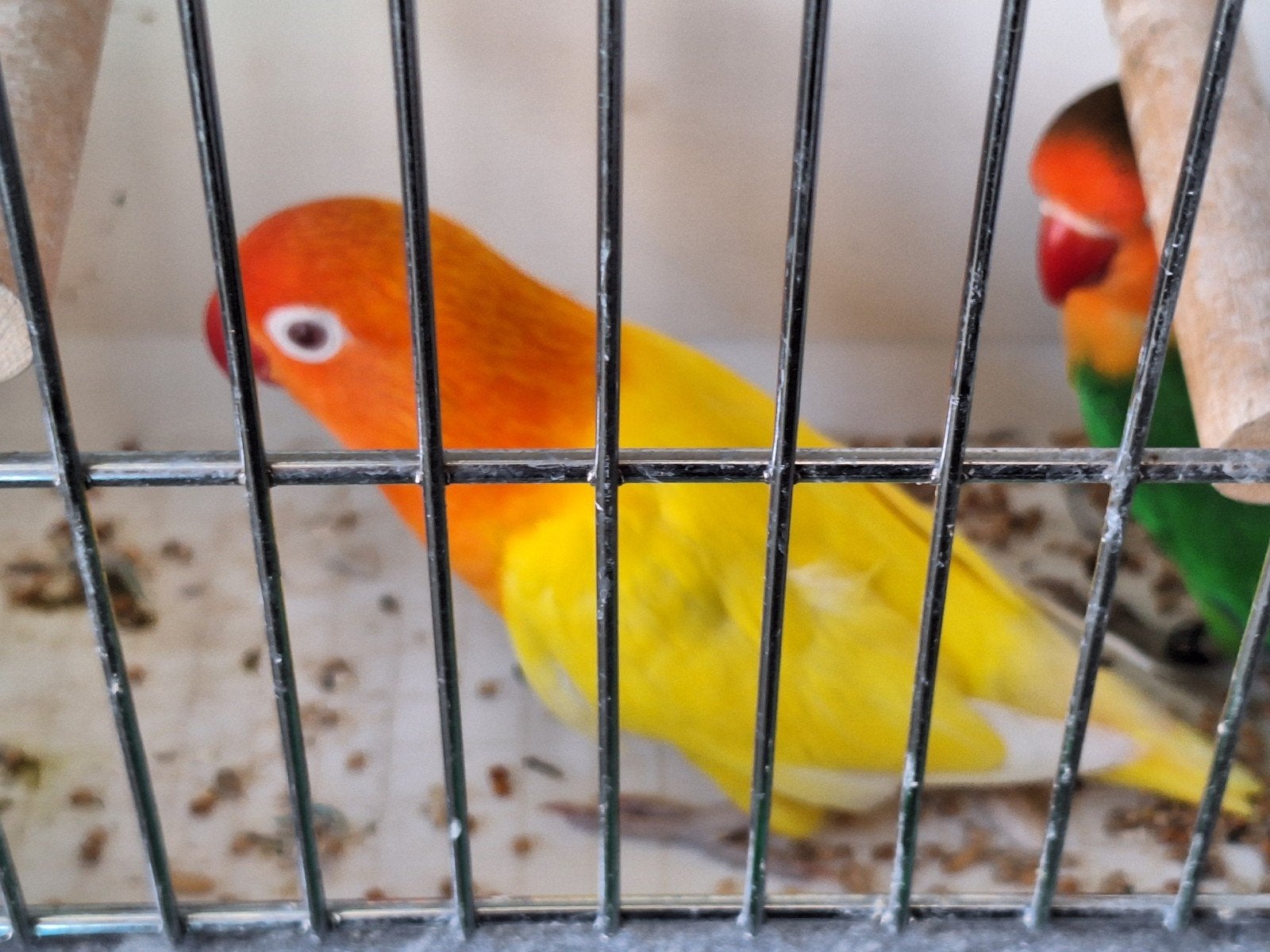 Stopzetting ficheries, Dieren en Toebehoren