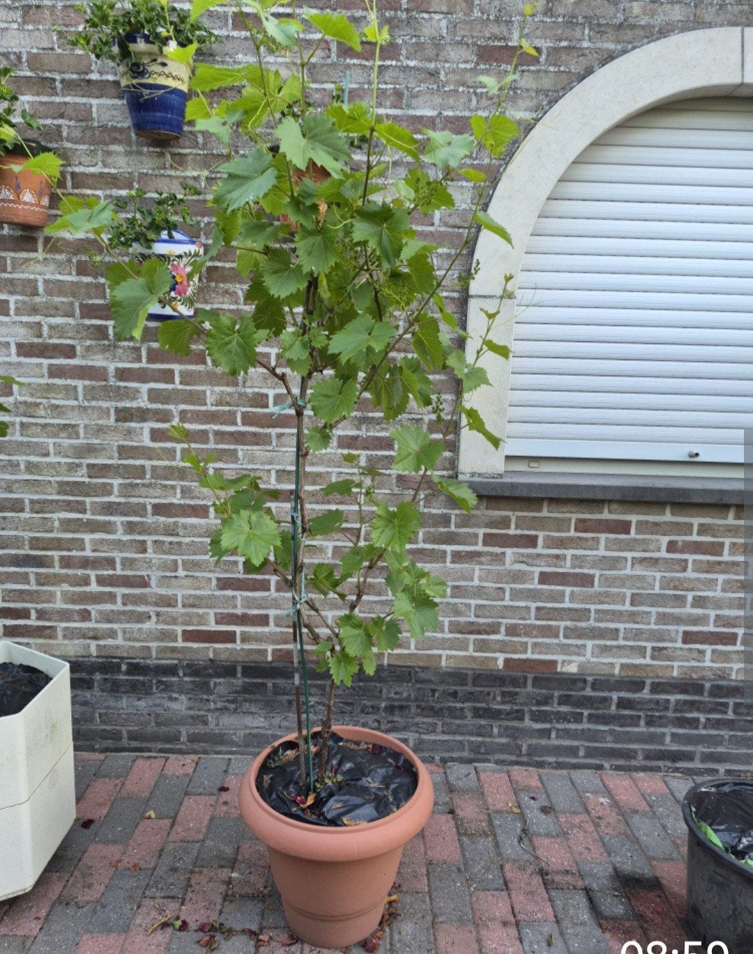 witte druiven boom, Tuin en Terras, Ophalen