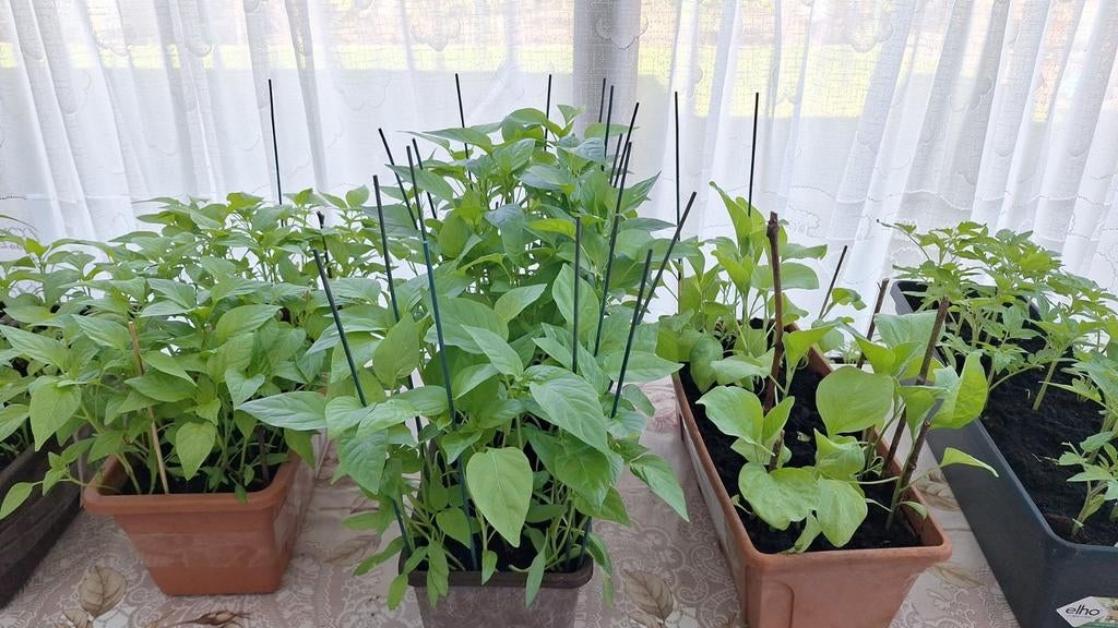 Pepers paprika tomaaten auberjine pompoen courgette planten, Tuin en Terras, Ophalen of Verzenden