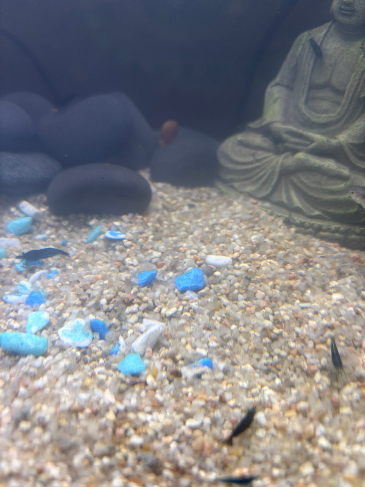 blue dream neocaridinas te ruil tegen andere kleuren, Kreeft, Krab of Garnaal, Zoetwatervis