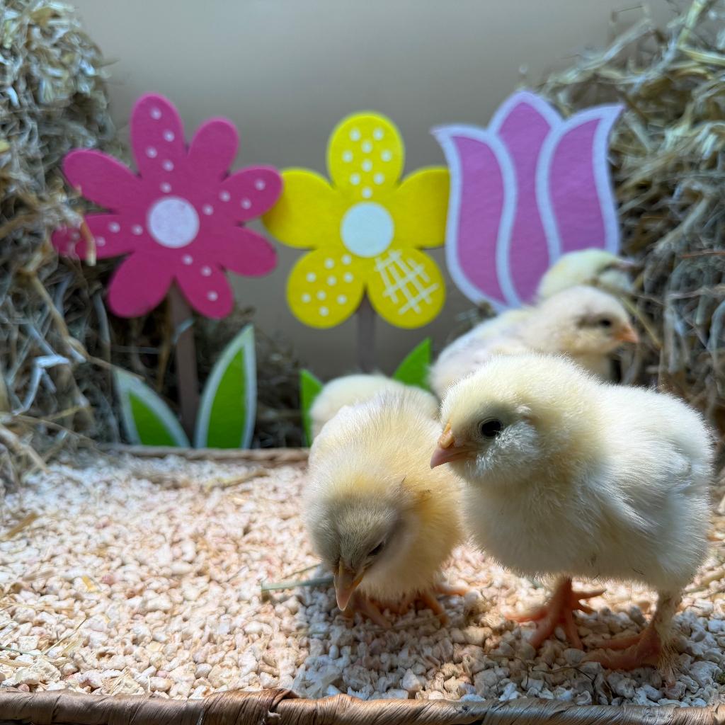 Jonge tamme Faverolles kuikens gesekst en ingeënt, Animaux & Accessoires, Femelle, Poule ou poulet