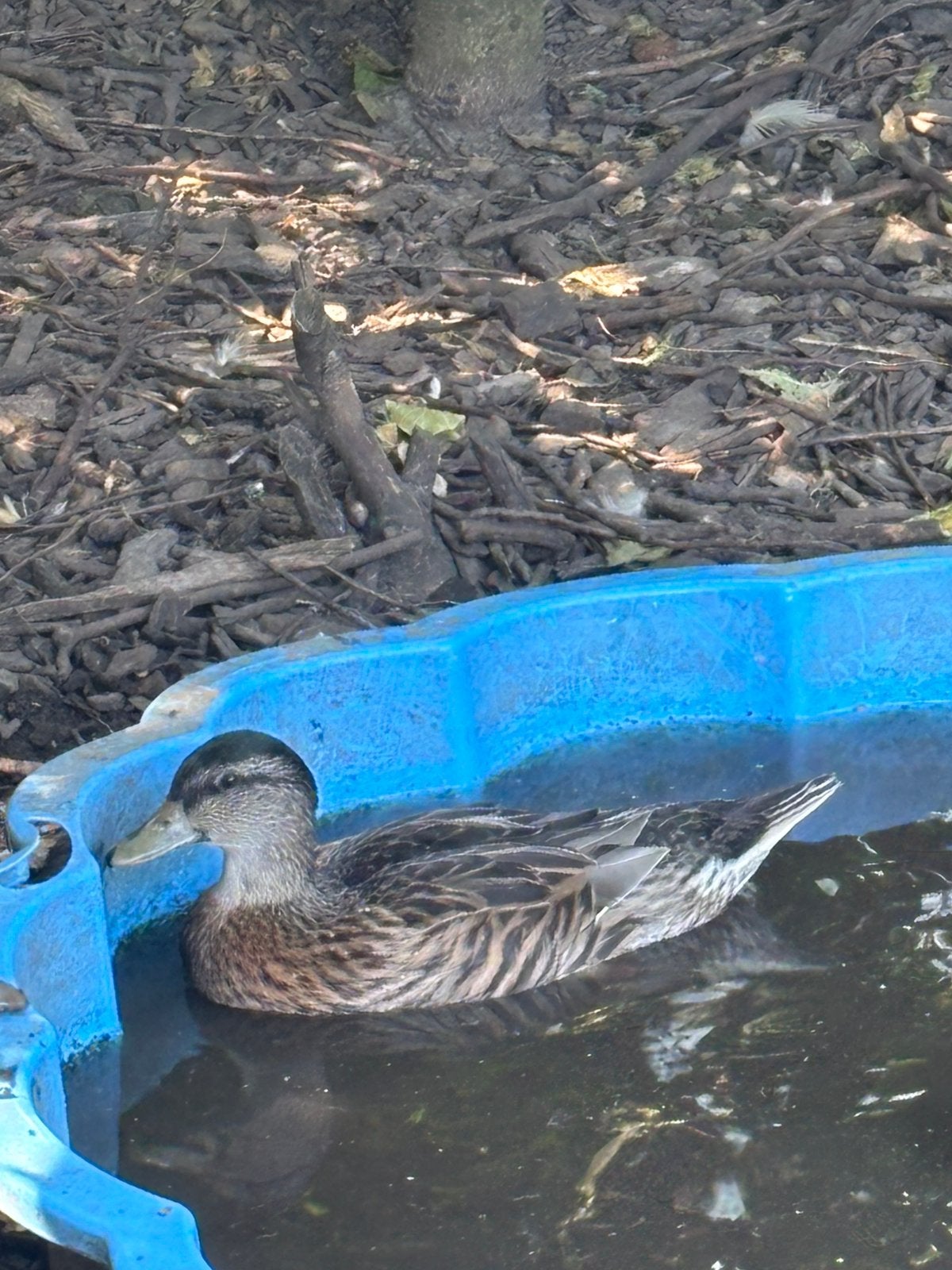 Hollandse kwakers, Meerdere dieren, Eend