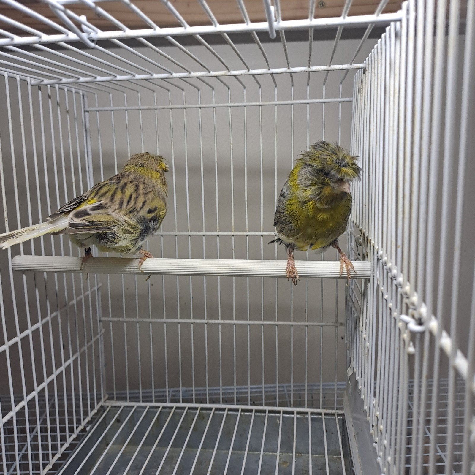 €45, Dieren en Toebehoren