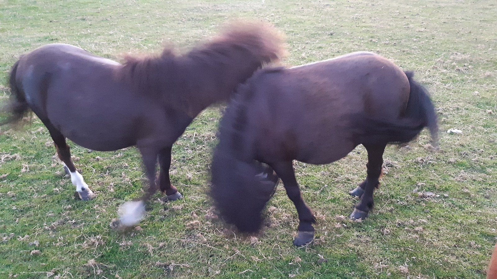Drachtige shetlanders, Merrie