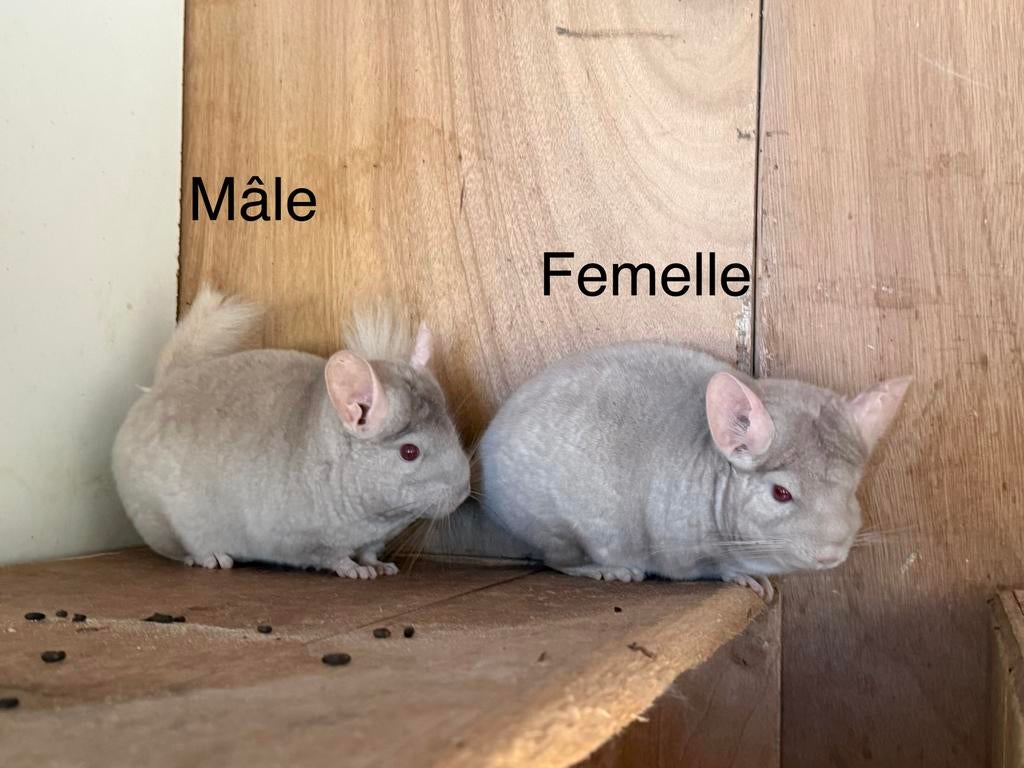 Chinchilla Mâle et femelle (7170 Manage), Animaux & Accessoires, Chinchilla, Juin, Domestique, Plusieurs animaux