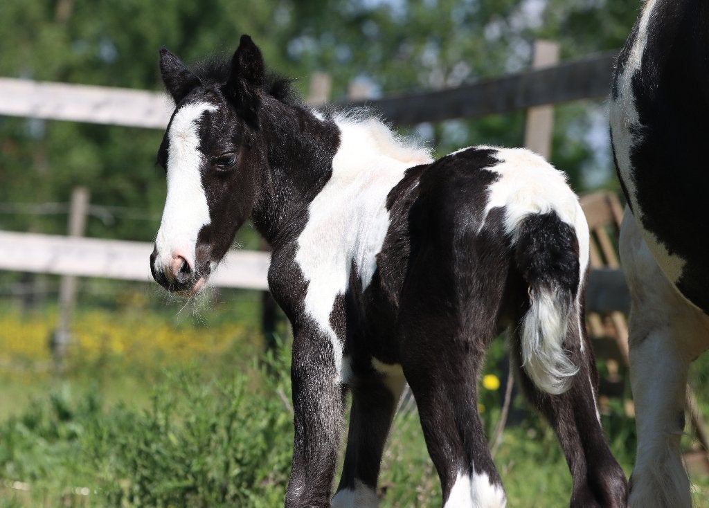 Veelbelovend D-sportpony merrieveulen, Animaux & Accessoires, Chevaux, Avec puce électronique, Moins de 160 cm, 0 à 2 ans, Non dressé