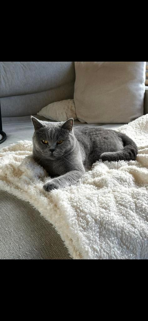 2 poezen zoeken nieuwe thuis., 3 tot 5 jaar