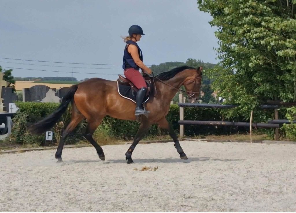 Allrounder merrie, Animaux & Accessoires, Chevaux, 11 ans ou plus, 165 à 170 cm, Avec pedigree, Ne s'applique pas