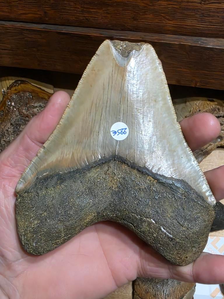 Dent de requin géante Carcharodon Megalodon 13,17 cm 5,18 po, Enlèvement ou Envoi, Fossile