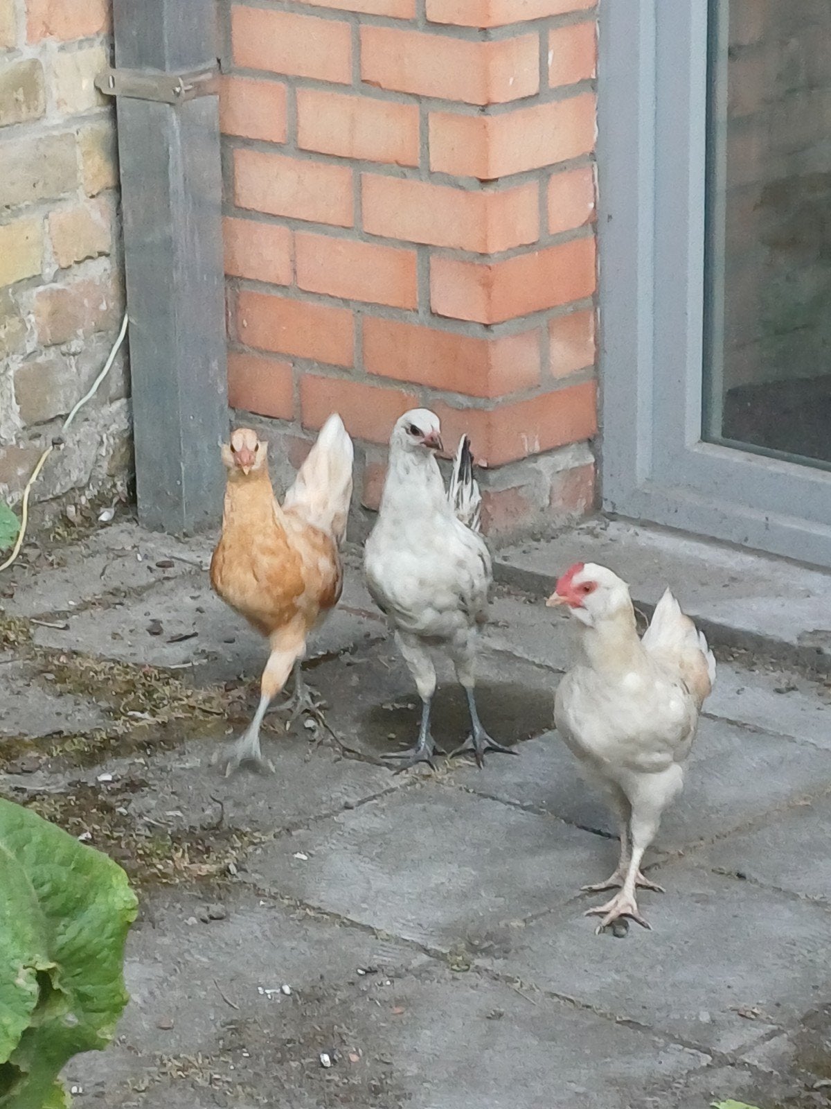 toom jonge kippen, Dieren en Toebehoren, Pluimvee