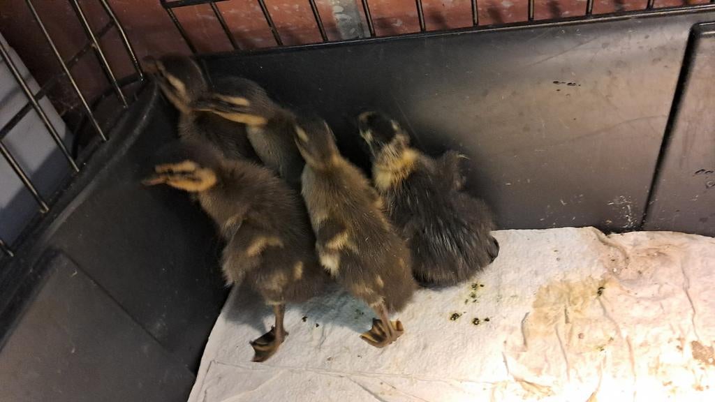 Indische loopeend kuikens, Dieren en Toebehoren