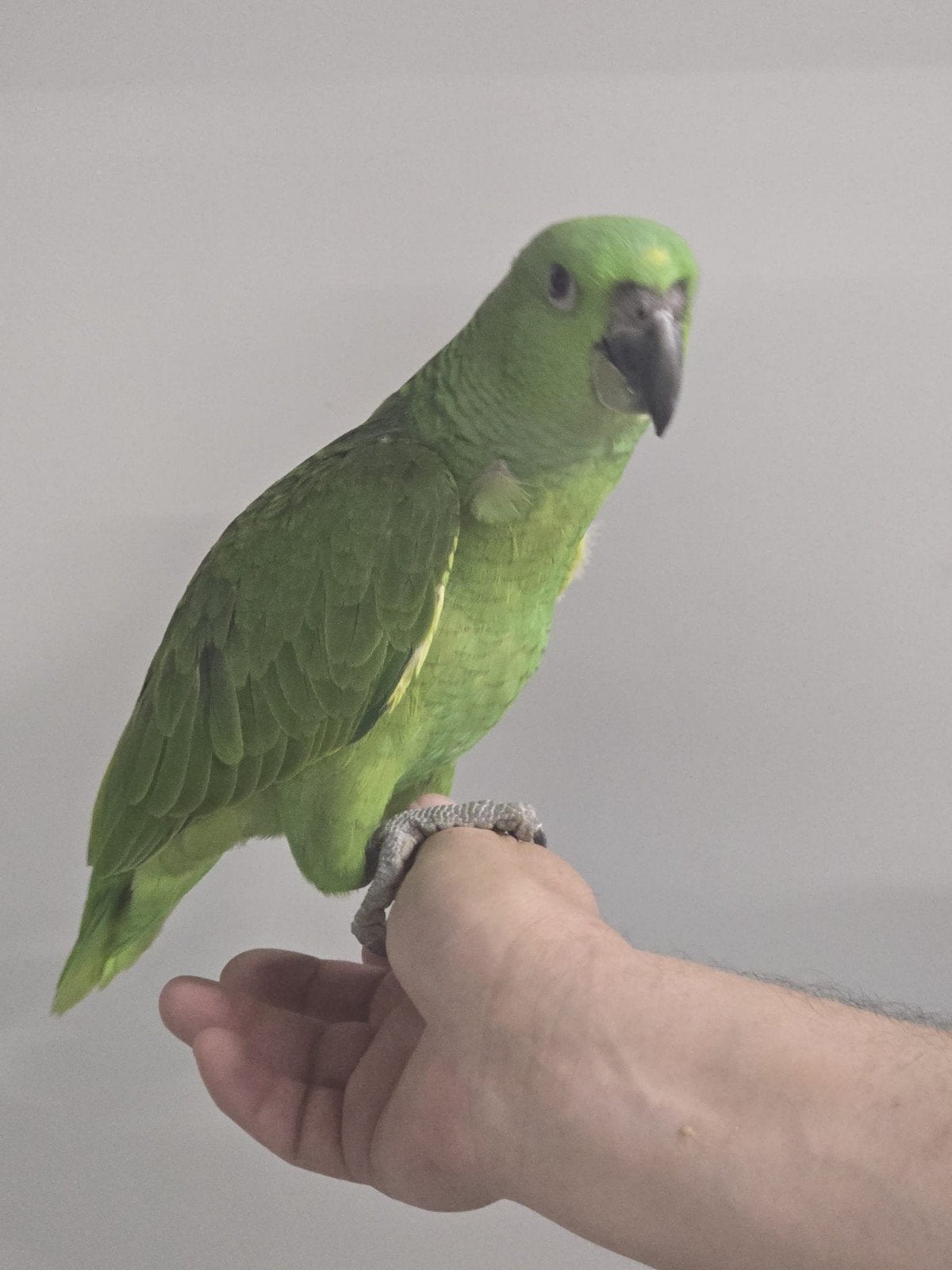 Apprivoise Geelnek Amazons 2026, testée pour toutes les mala, Animaux & Accessoires, Bagué