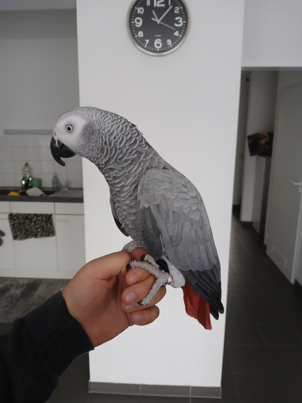 grijze roodstaart bijna 2 jaar oud hantamme pop, Femelle, Perroquet, Parleur