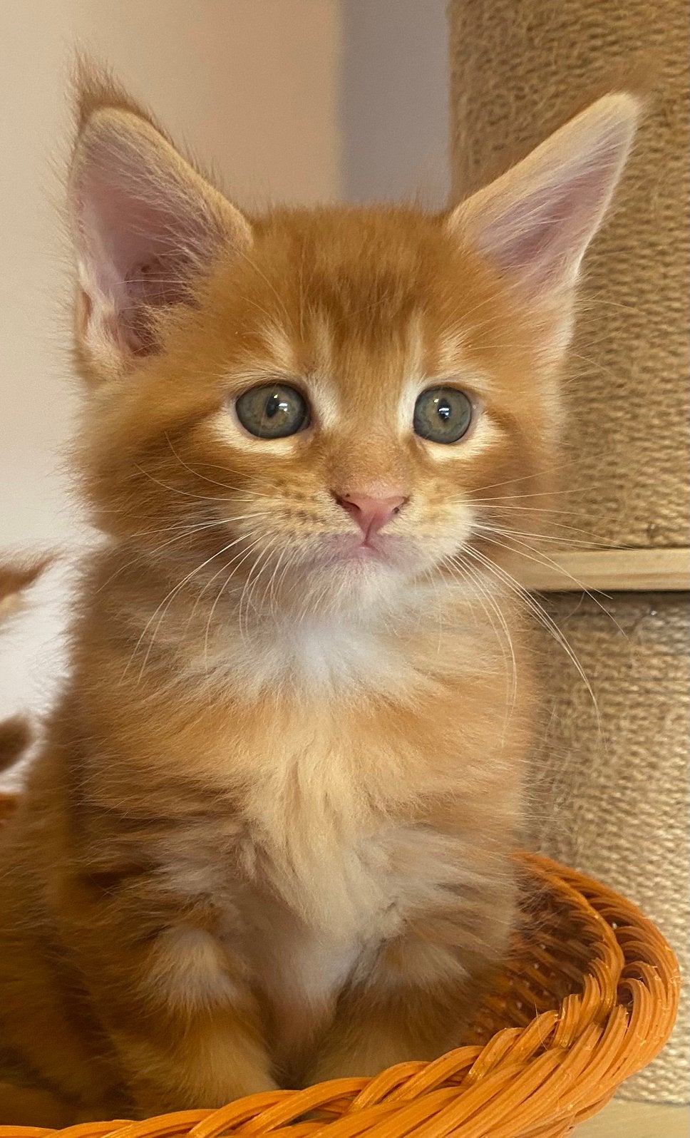Superlieve maine coon katertjes met stamboom! (HK20308283), Kater, Gechipt, 0 tot 2 jaar
