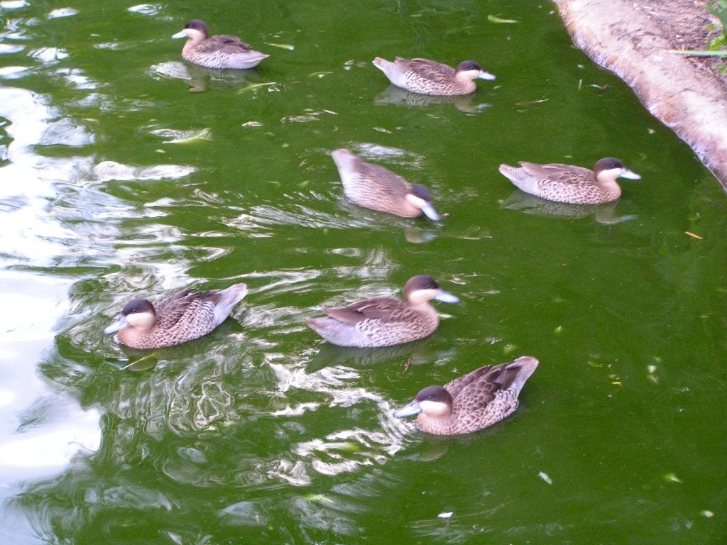 Langues Versicolor, Femelle, Bagué