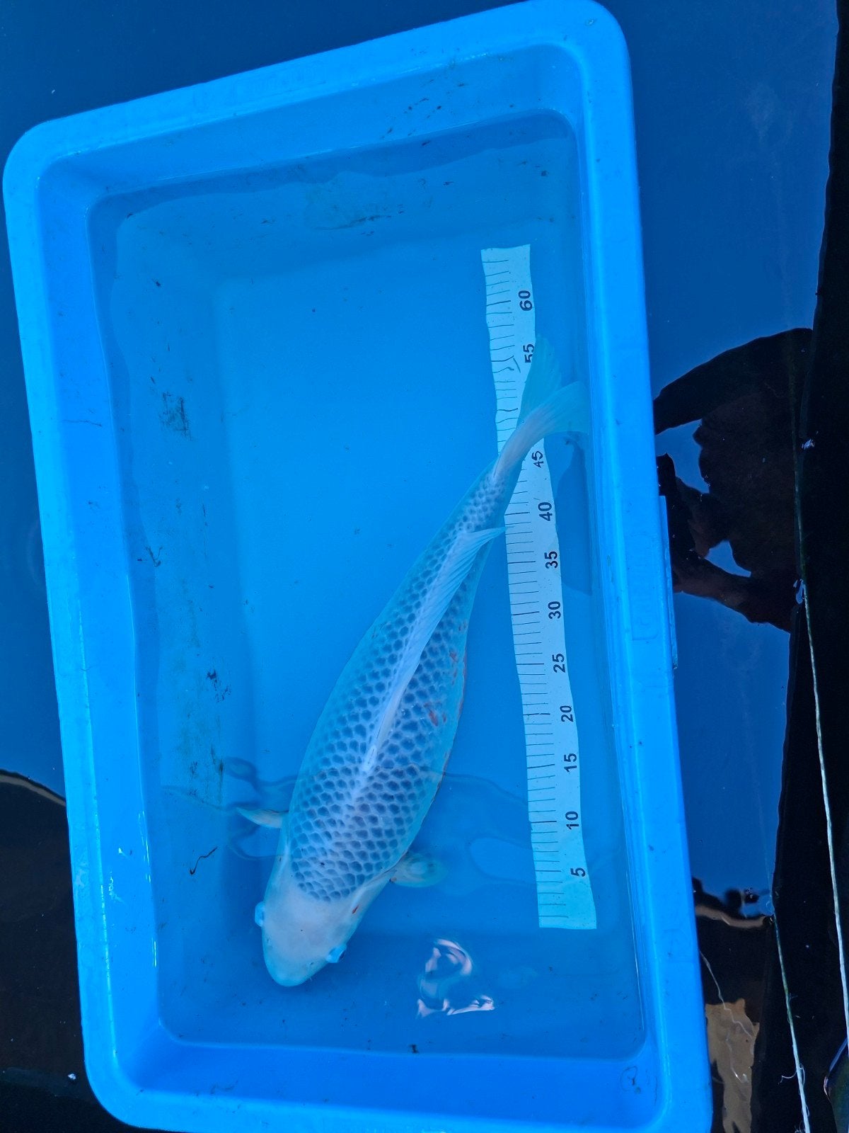 japanse koi asagi, Karper of Koi