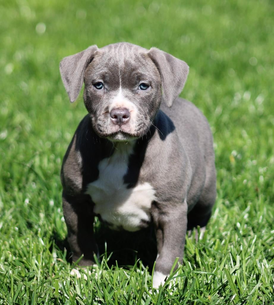 Amerikaanse Stafford pups, Parvo, België, 8 tot 15 weken, American Staffordshire Terriër