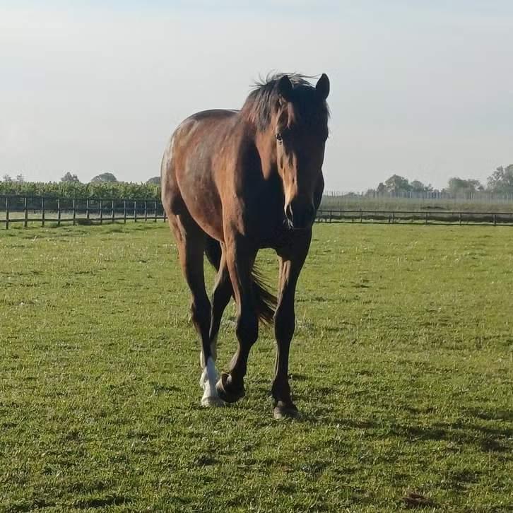 Knappe grote ruin van Just Wimphof, Dieren en Toebehoren, Met stamboom, Ruin, Dressuurpaard, Onbeleerd