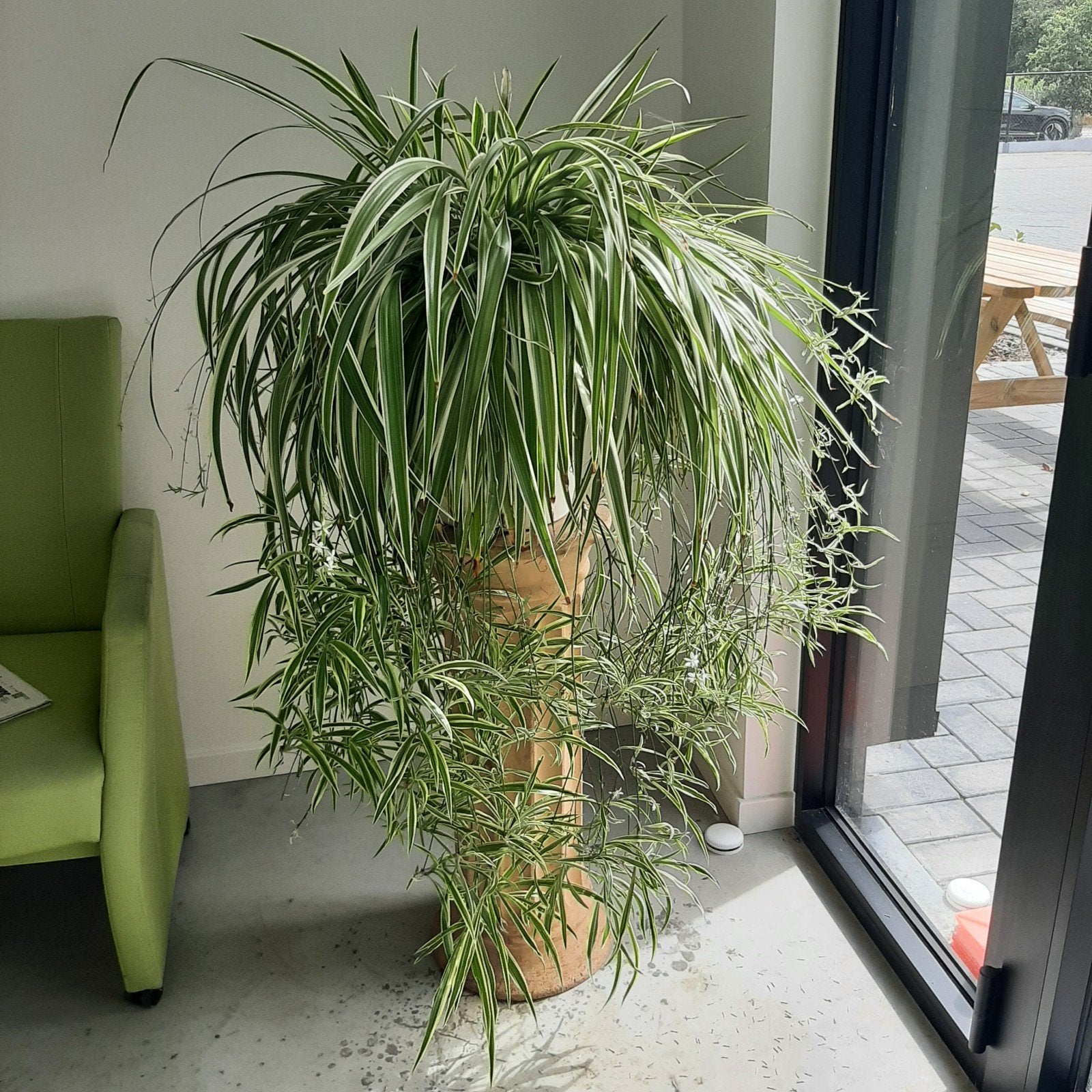 graslelie, spinnenplant ,slangenplant, Ophalen, Halfschaduw