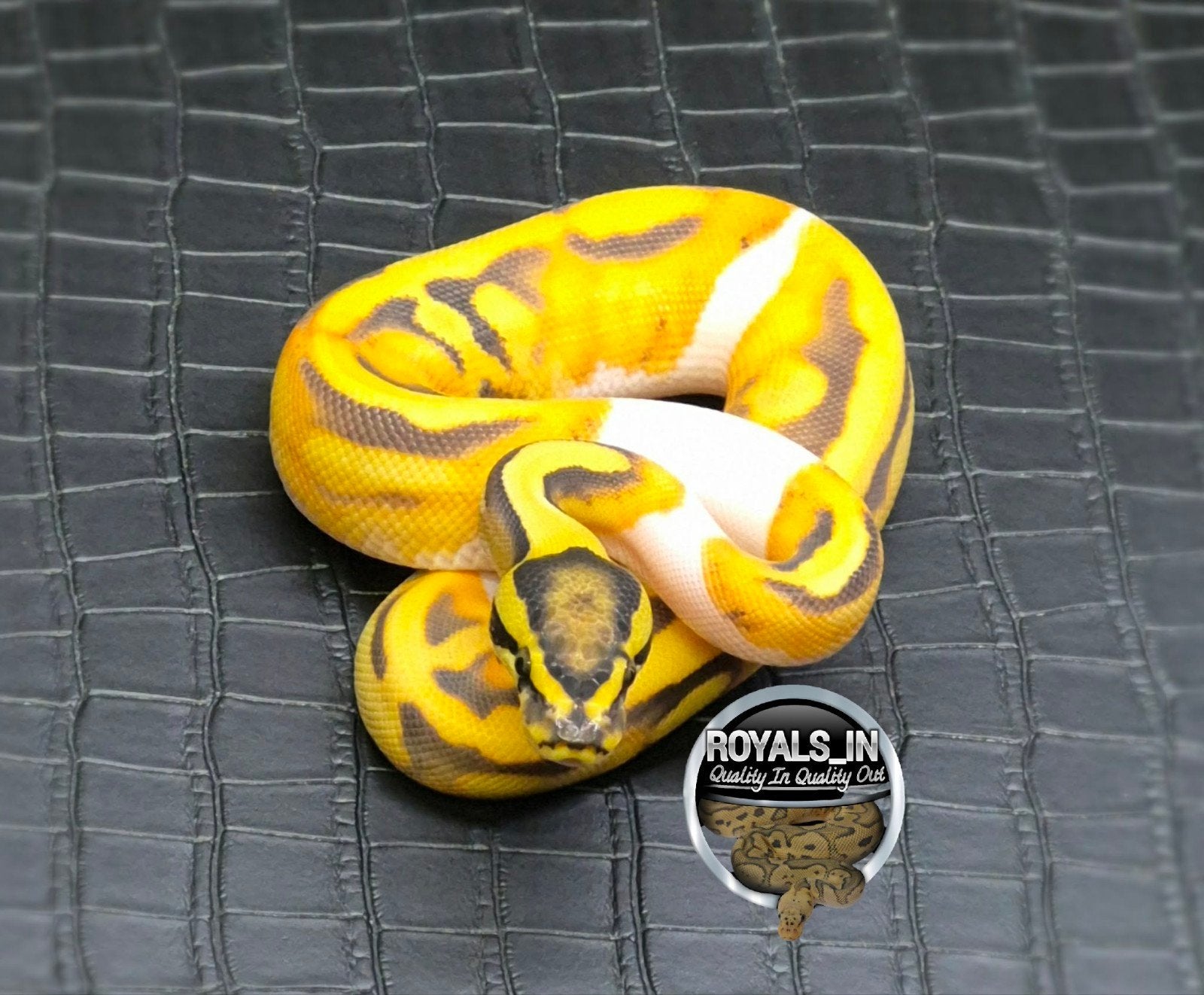 Python regius