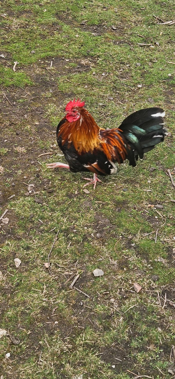 À vendre – Poules pondeuses et coqs 
Je propose à la ve, Animaux & Accessoires