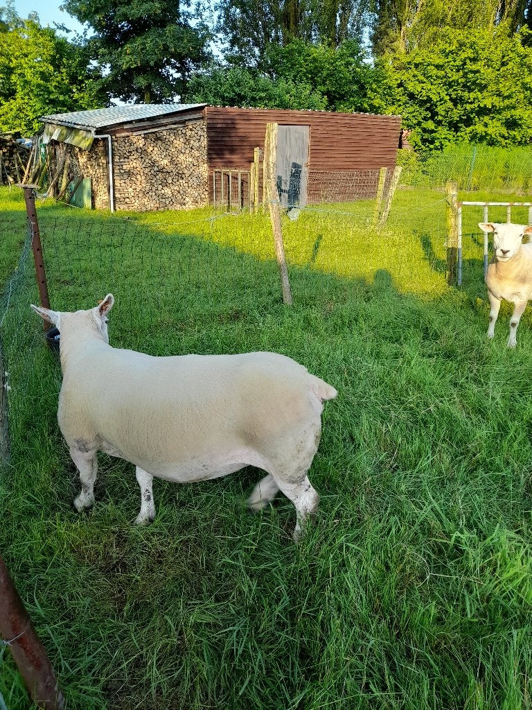 schaap te koop, Dieren en Toebehoren, Vrouwelijk, Schaap, 3 tot 5 jaar
