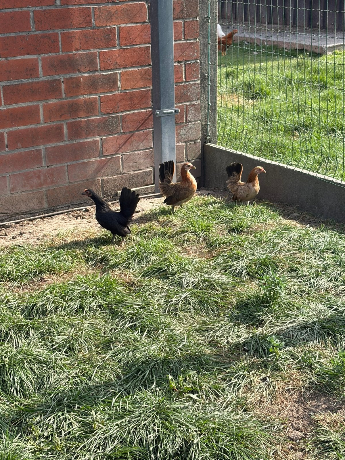 Serema hennen, Dieren en Toebehoren, Pluimvee