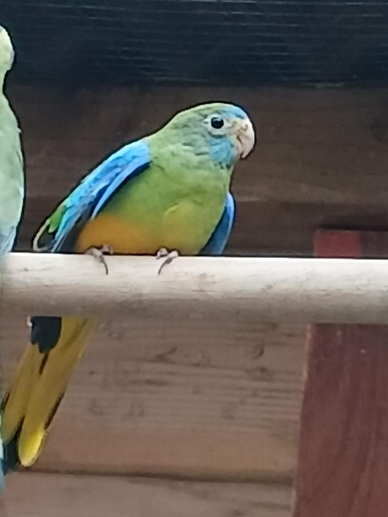 Turquoisineparkiet, Dieren en Toebehoren, Vogels | Parkieten en Papegaaien, Meerdere dieren, Parkiet, Geringd