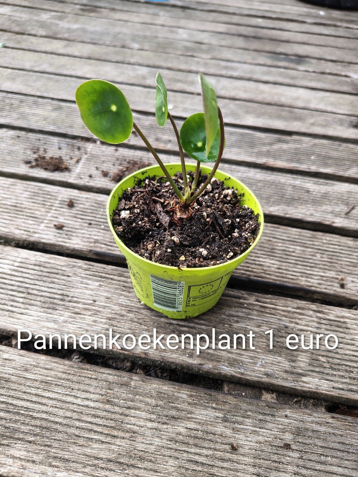 Pannenkoekenplant 1 euro, Huis en Inrichting, Ophalen