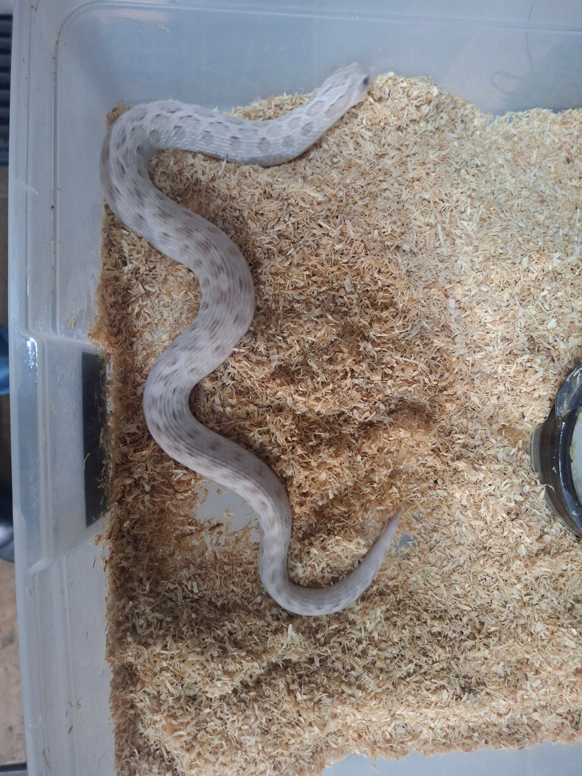 hognose toxic 1.1, Dieren en Toebehoren