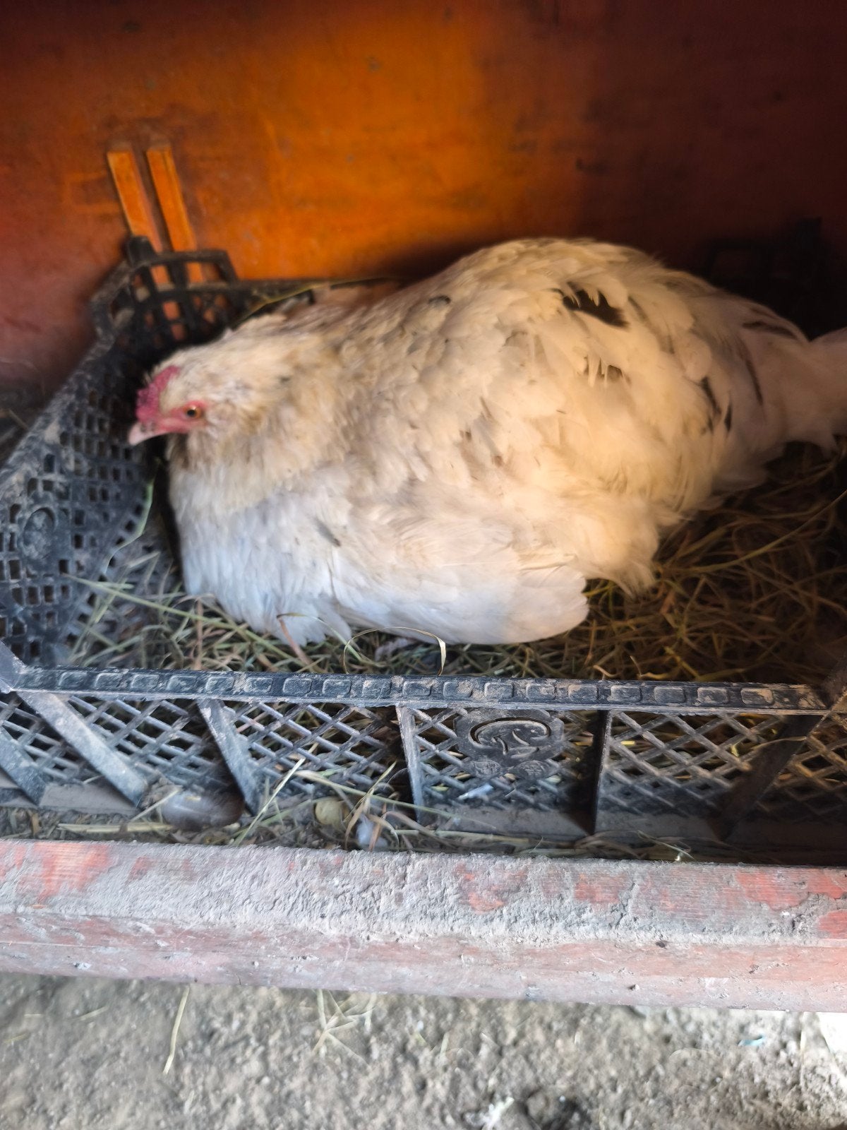 Witte kip, Dieren en Toebehoren, Pluimvee, Kip