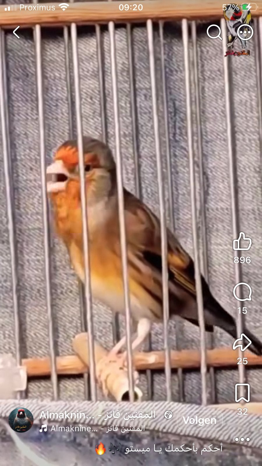 Mistou chante malaga, Mâle