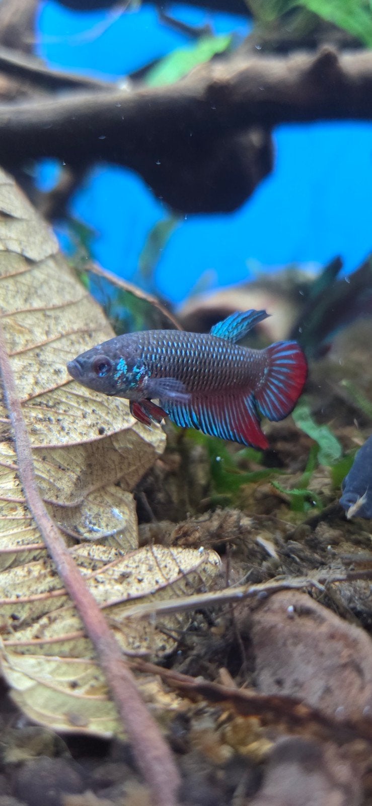 wilde betta imbellis, Dieren en Toebehoren, Vissen | Aquariumvissen, Vis, Zoetwatervis