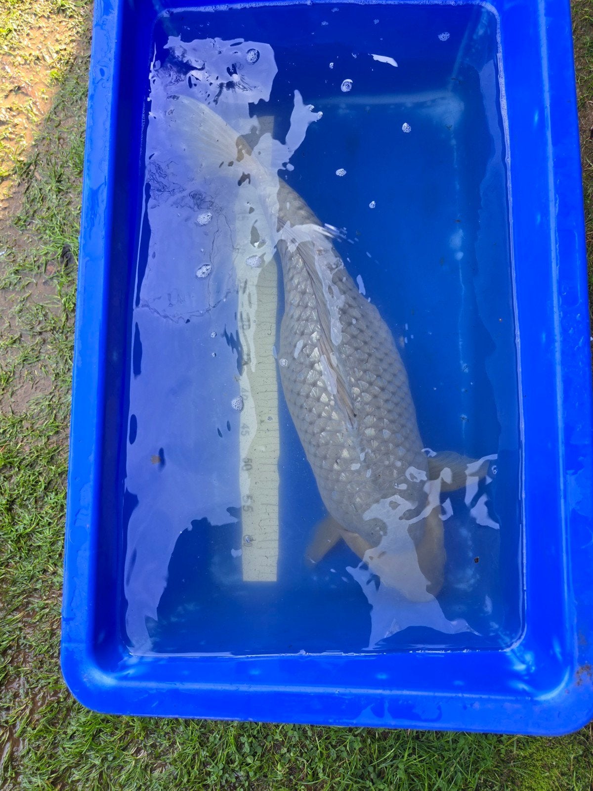 Mooie grote Soragoi 65-70cm, Dieren en Toebehoren