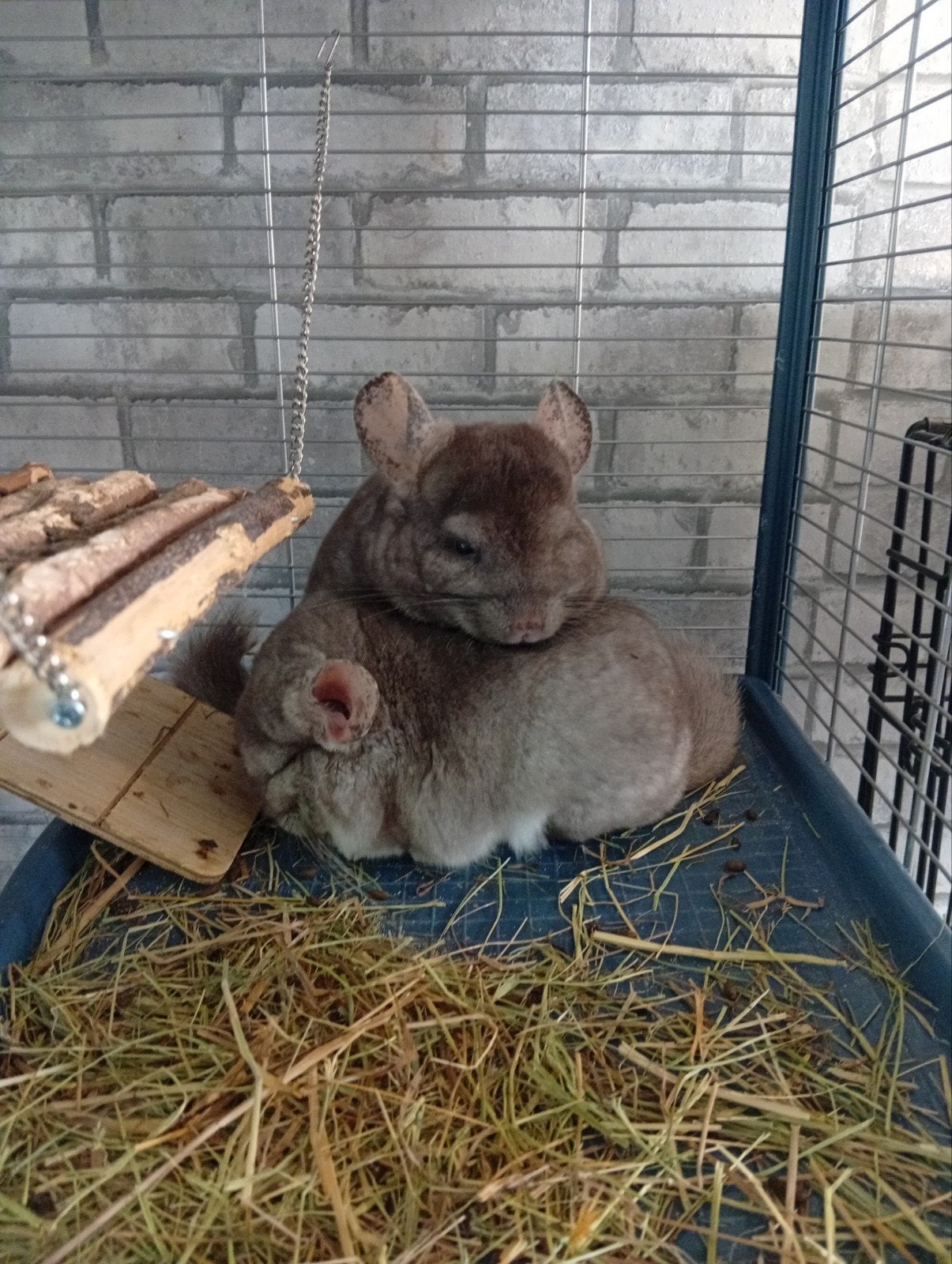 2 chinchillas met kooi, Dieren en Toebehoren, Meerdere dieren, Middelgroot, 0 tot 2 jaar