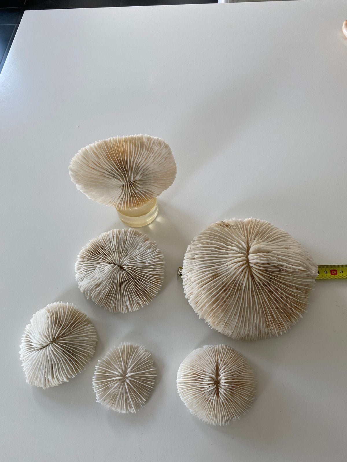 Fossiel paddenstoel koraal, grootste 18cm, Ophalen of Verzenden, Fossiel