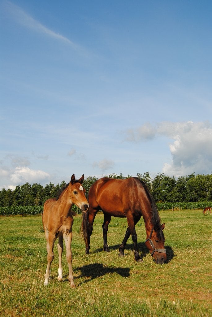 4-jarige draver met veulen, Dieren en Toebehoren, Paarden, Minder dan 160 cm, Zadelmak, 3 tot 6 jaar, Recreatiepaard