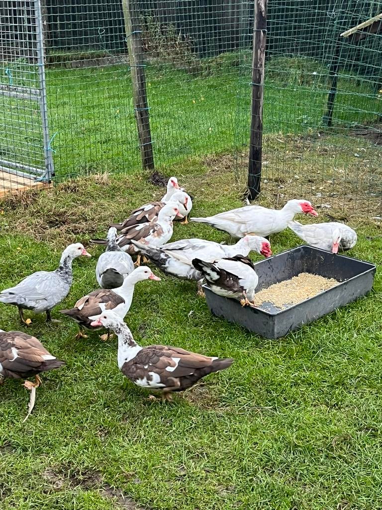 Muskus eend kleur bruin, Animaux & Accessoires, Volatiles, Canard