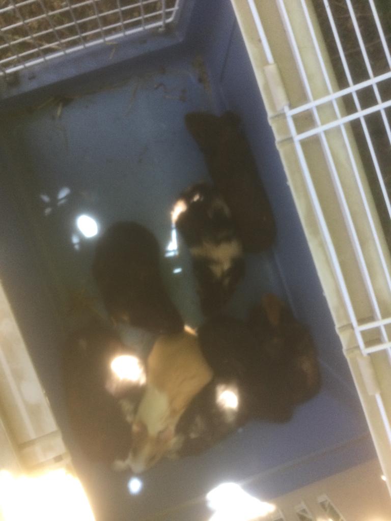 Cavia’s, Dieren en Toebehoren, Februari, Meerdere dieren, Cavia