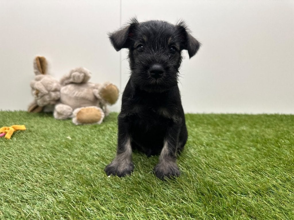 Nestje Dwergschnauzer pups, België, Overige rassen, CDV (hondenziekte), 8 tot 15 weken