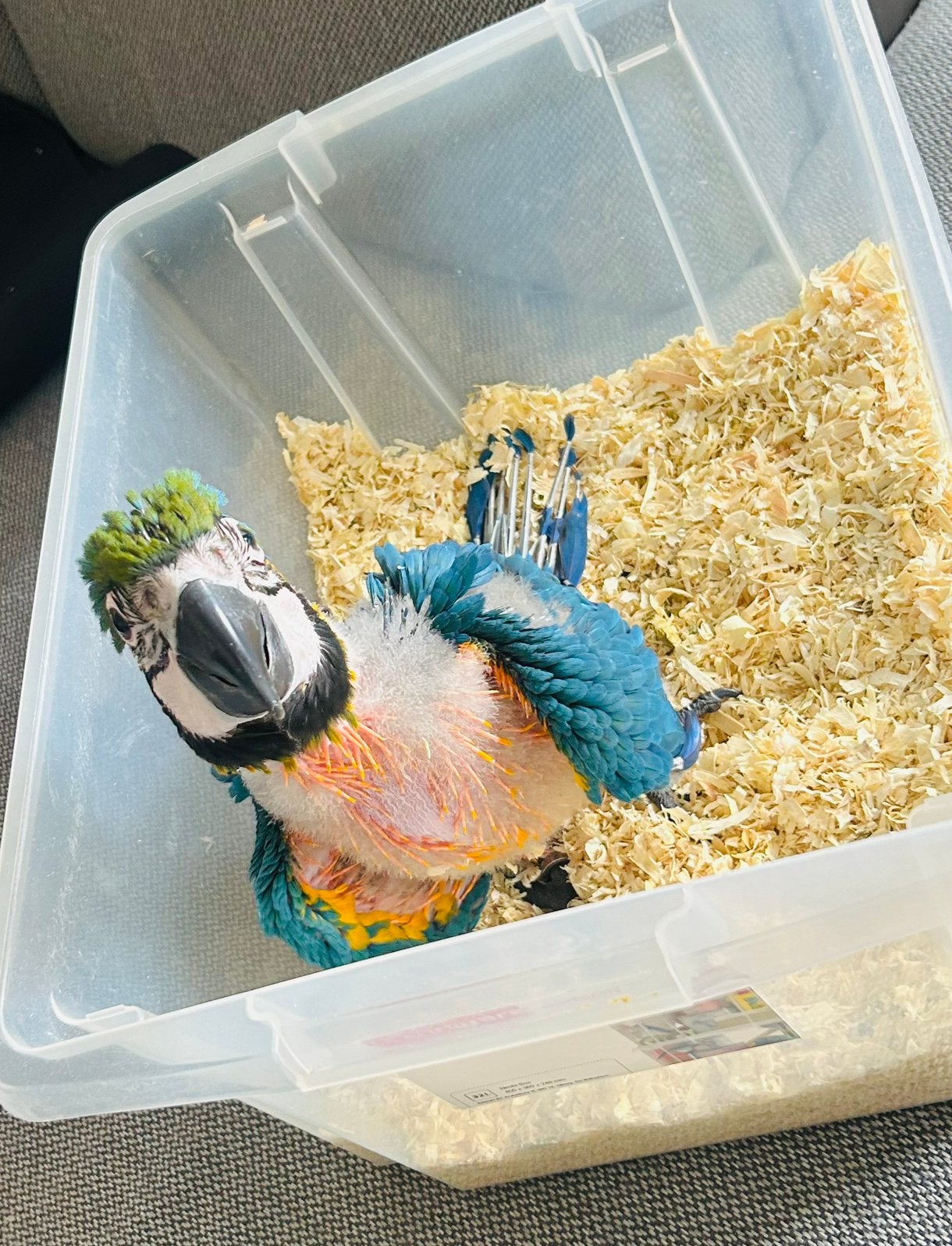 Handtamme jonge Araruna ara (blauwegele ara) van 8 weken oud, Geslacht onbekend, Papegaai, Pratend