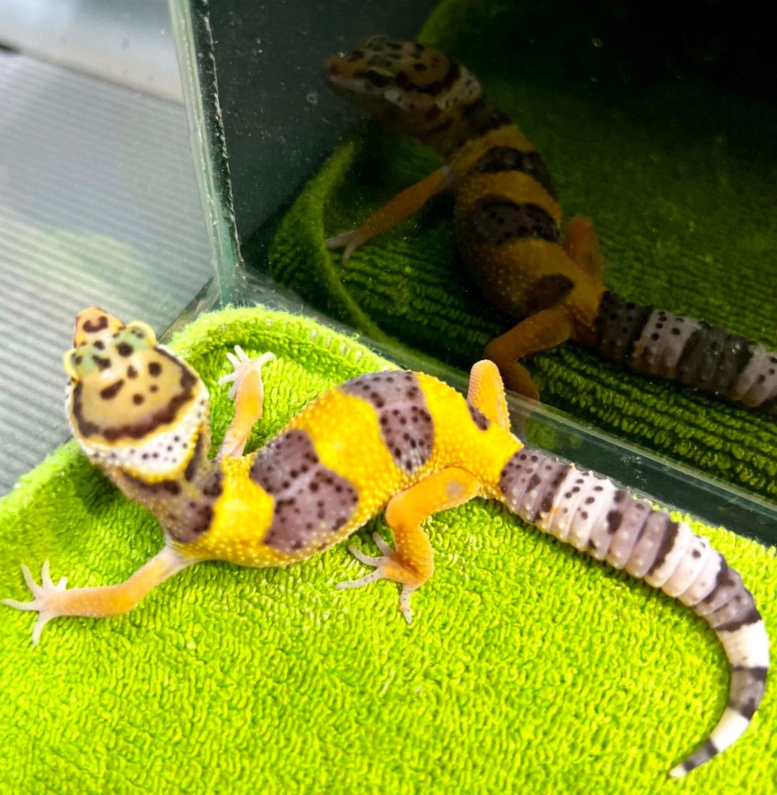 luipaardgekko baby C, Animaux & Accessoires, Reptiles & Amphibiens, Lézard, Domestique, 0 à 2 ans