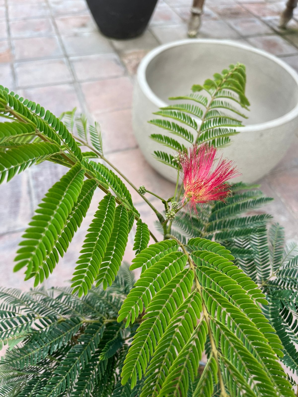 albizia julibrissin ombrella, Tuin en Terras, Ophalen