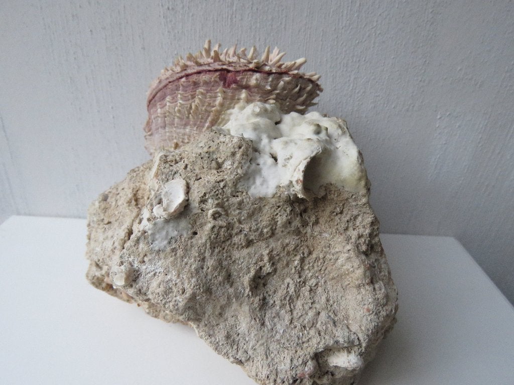 Coquillage sur roche fossile, Enlèvement ou Envoi