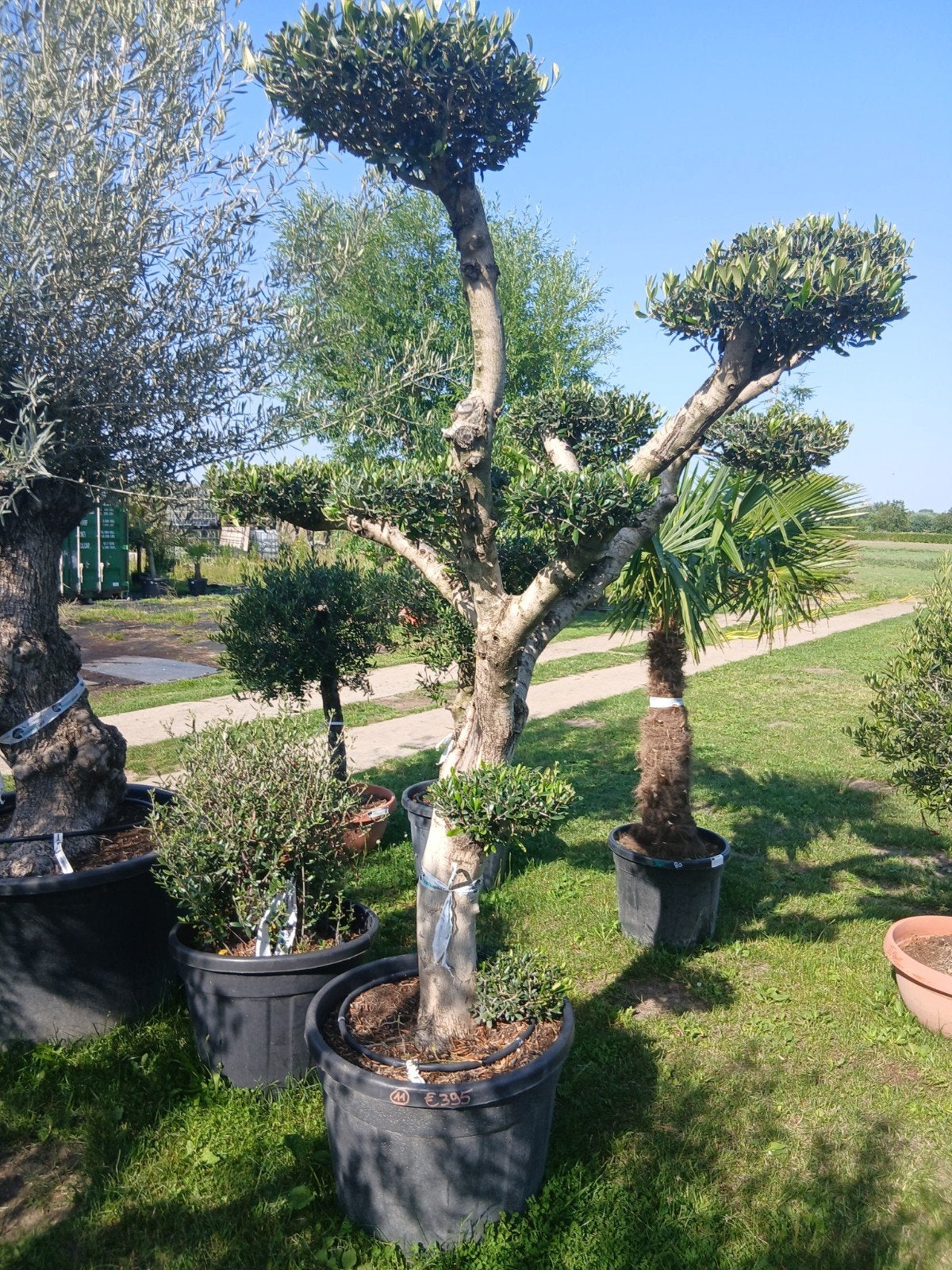 ‼️olijfbomen olea europaea plato aan promoprijzen ‼️, Tuin en Terras, Ophalen