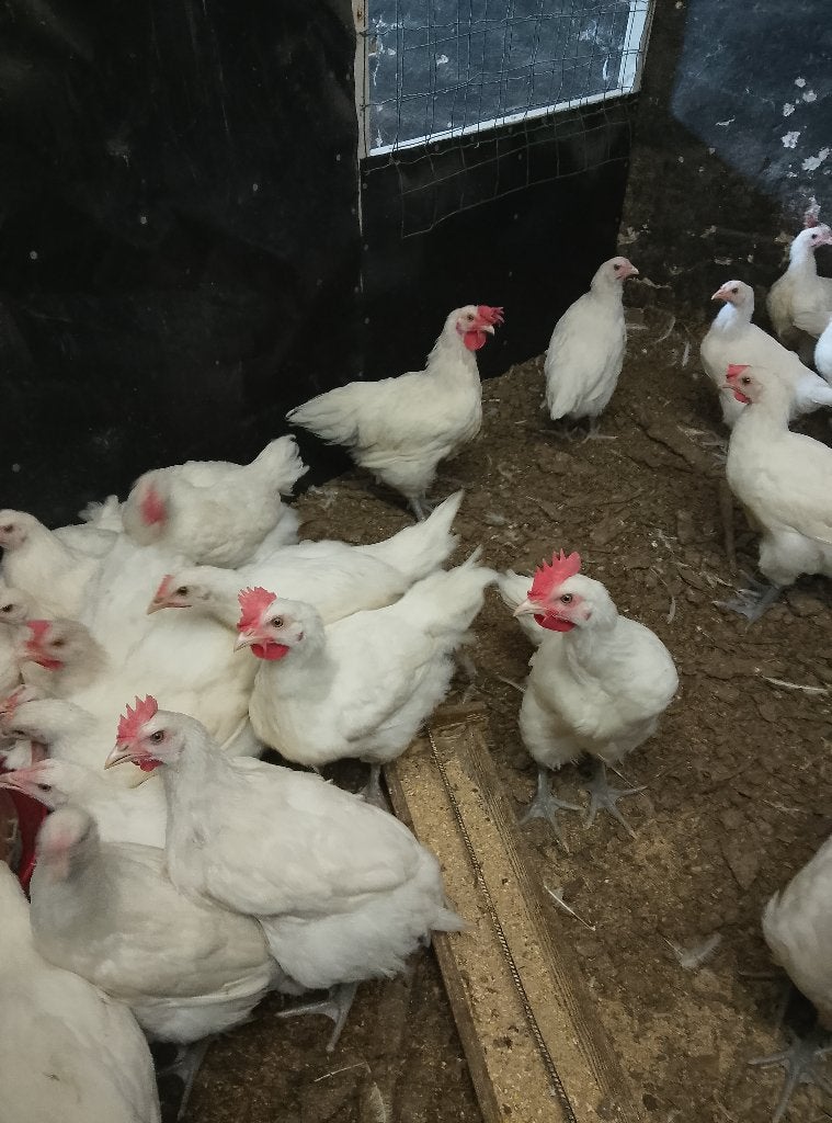 Hanen Poule de Bresse, Dieren en Toebehoren, Pluimvee