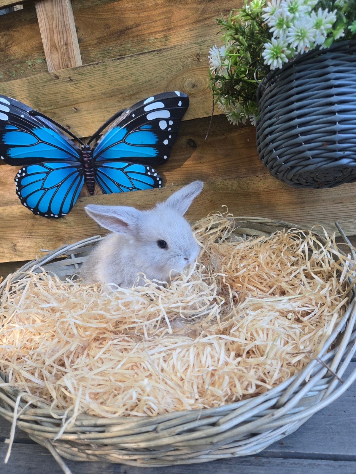 minilop, Animaux & Accessoires